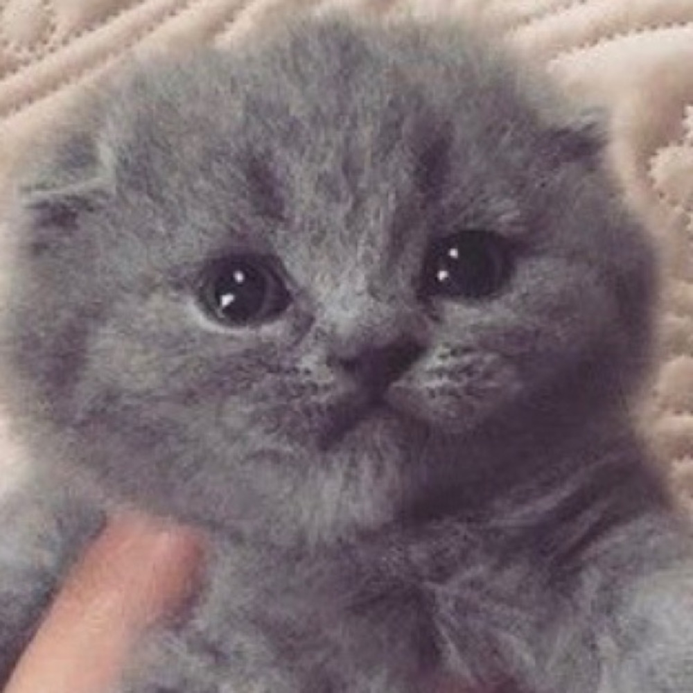Meet your Posher, Betty